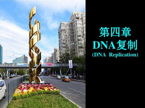 分子生物学：DNA复制