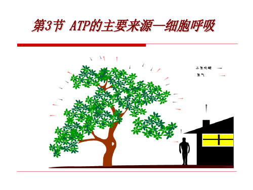 ATP的主要来源——细胞呼吸完整版