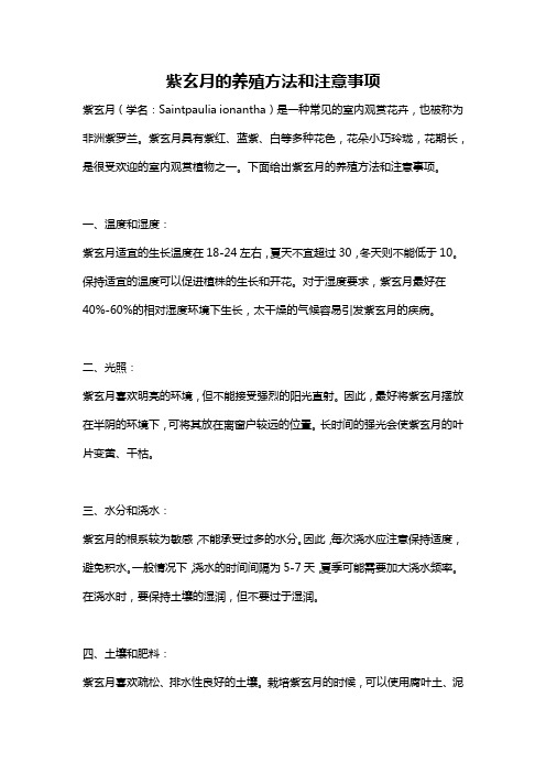 紫玄月的养殖方法和注意事项