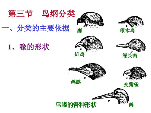 第八章 鸟纲分类