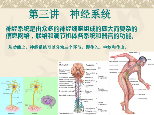 动物生理学--神经系统