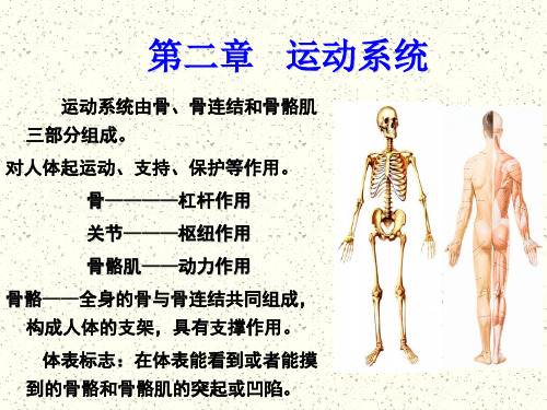 运动系统——骨学概述