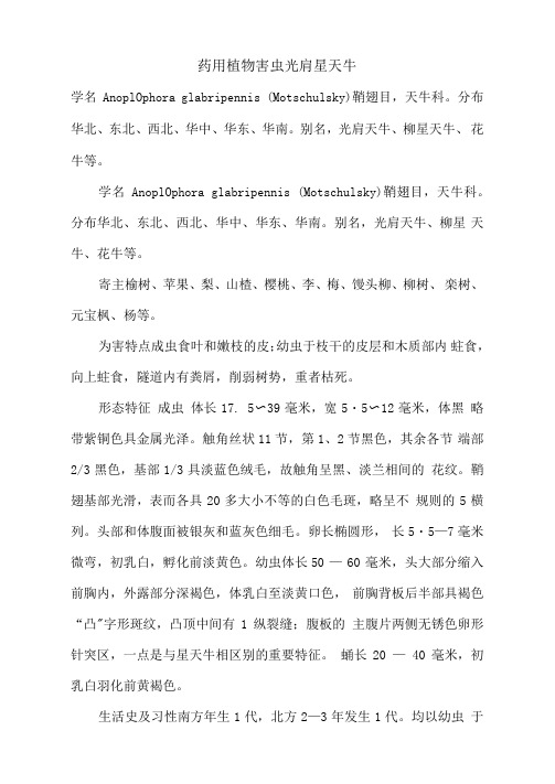 药用植物害虫光肩星天牛