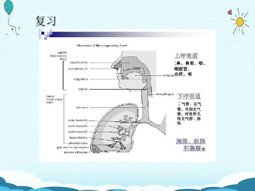 课件：支气管肺炎