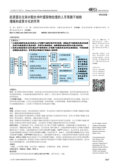 胶原蛋白支架对载杜仲叶提取物处理的人牙周膜干细胞增殖和成骨分