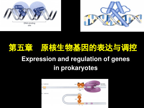 分子生物学：第五章-原核基因的表达与调控可修改文字