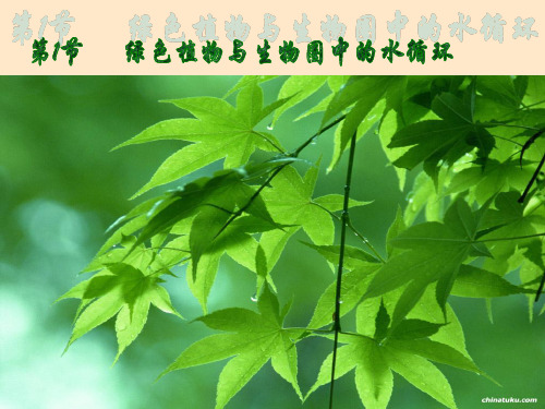 2019精品教育《171绿色植物与生物圈中的水循环》课件