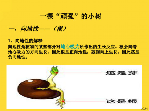 六年级科学上册 . 一棵顽强的小树课件 湘教版(与“生长”相关共6张)