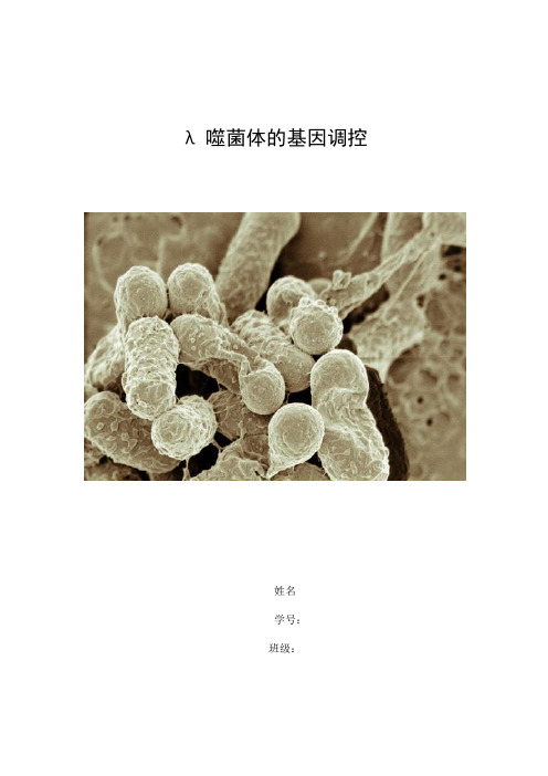 λ噬菌体的基因调控