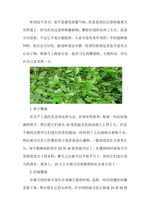 白花银背藤的繁殖方法