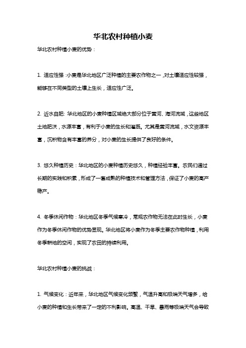 华北农村种植小麦
