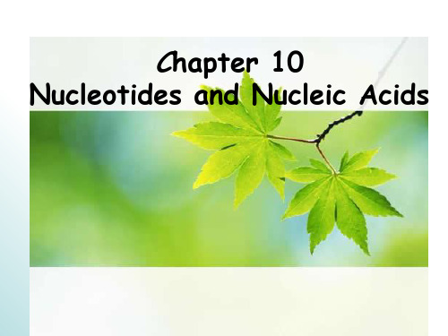 U326食品生物化学(英文)Chapter 10 nucleotide and nucleic a