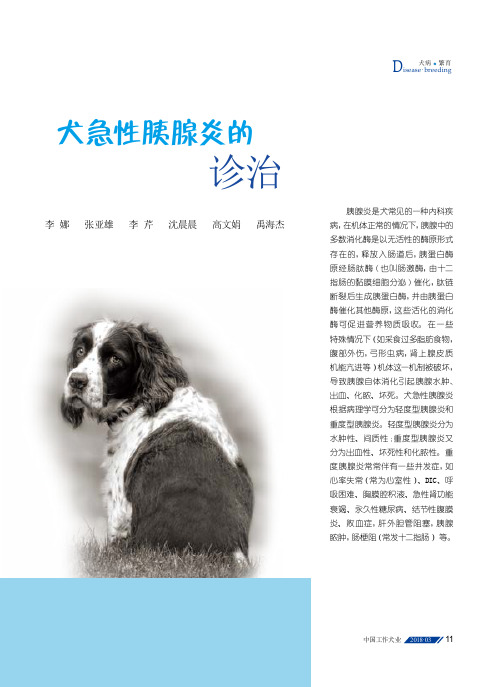 犬急性胰腺炎的诊治