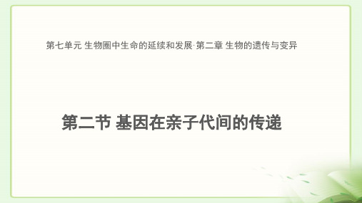 《基因在亲子代间的传递 》公开课教学PPT课件【初中生物人教版八年级下册】