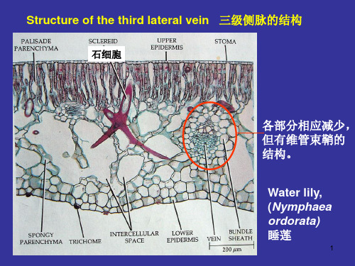 浙江大学2012植物学甲2008第35到70页