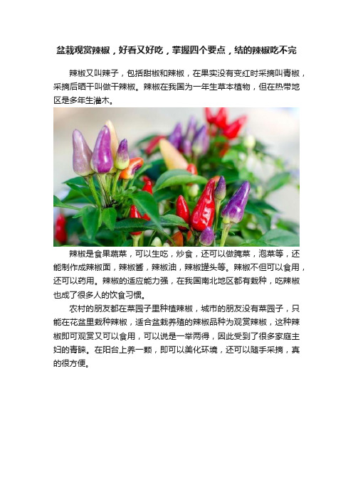 盆栽观赏辣椒，好看又好吃，掌握四个要点，结的辣椒吃不完