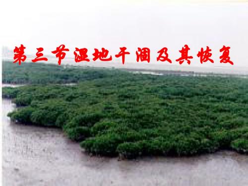 高中地理4.3湿地干涸及其恢复1 名师公开课市级获奖课件(新人教选修6)