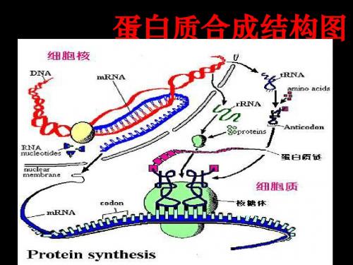 遗传信息的表达---RNA和蛋白质的合成 26页PPT文档