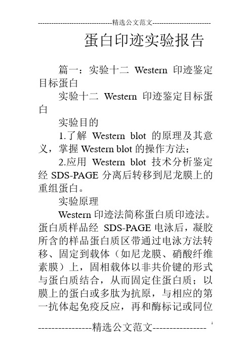 蛋白印迹实验报告