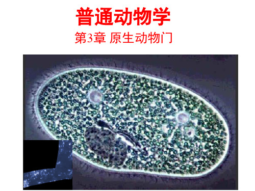 普通动物学-原生动物门(上课版)