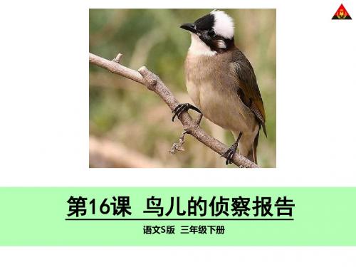 16-鸟儿的侦察报告