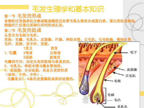 毛发生理学和基本知识