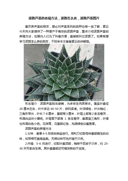 波路芦荟的养殖方法＿波路怎么养＿波路芦荟图片