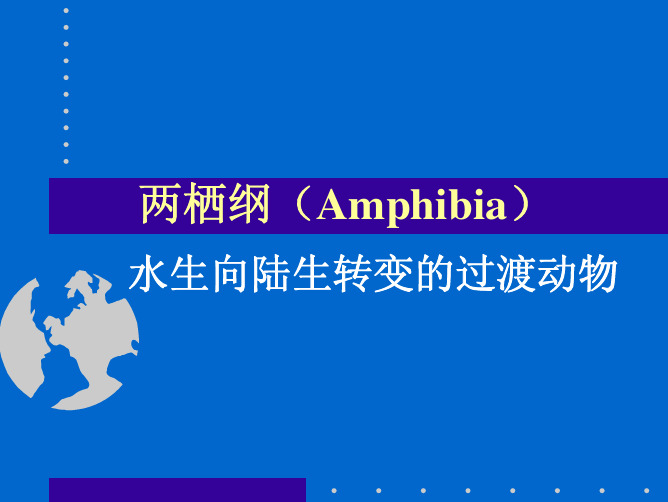 两栖纲(Amphibia