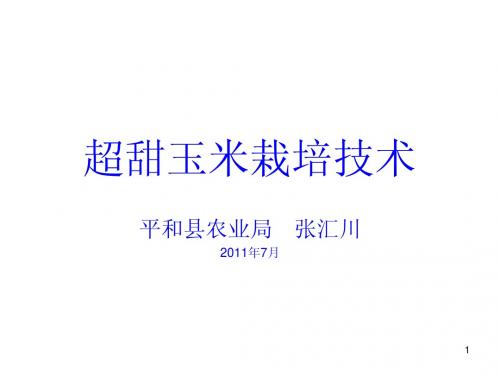 超甜玉米栽培技术(农业局)