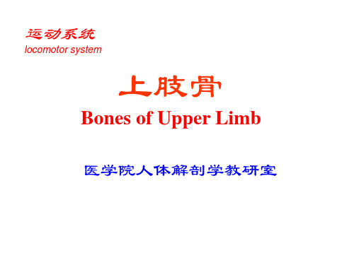 大学课程系统解剖学上肢骨课件