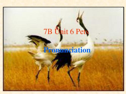 Unit6《Pets》Pronunciation课件(牛津译林七年级下)