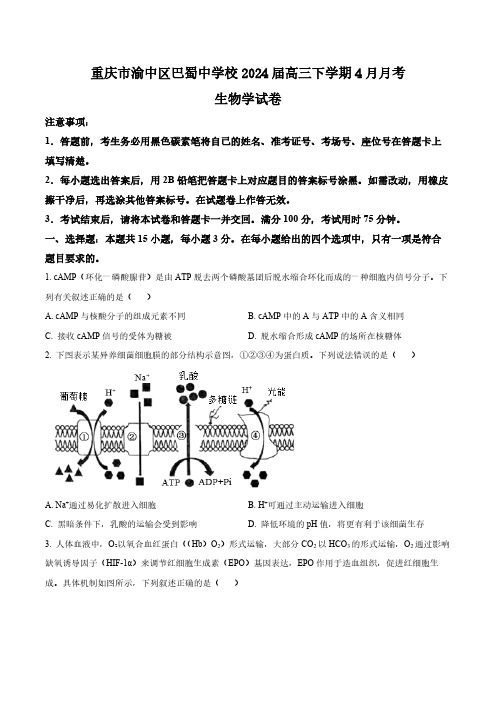 重庆市渝中区巴蜀中学校2024届高三下学期4月月考生物试题(含答案与解析)_8288