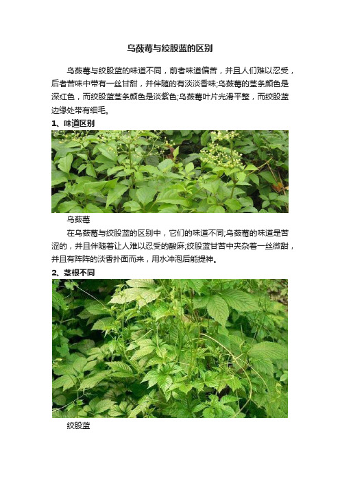 乌蔹莓与绞股蓝的区别