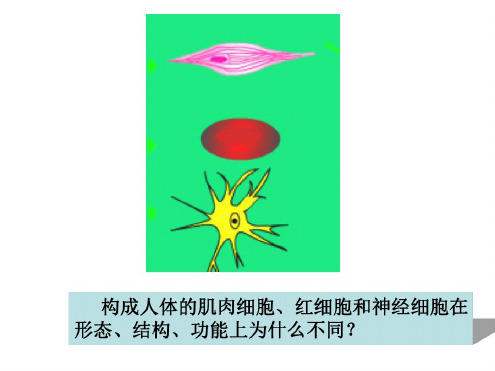 高一生物细胞的分化癌变和衰老2