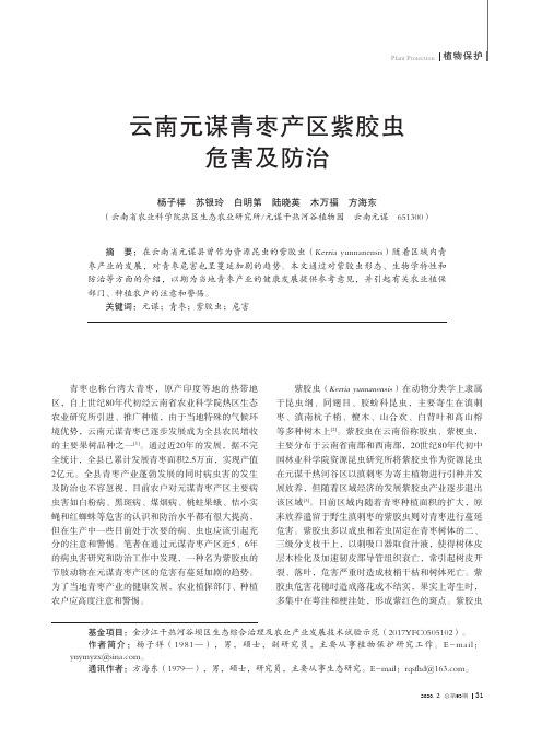 云南元谋青枣产区紫胶虫危害及防治