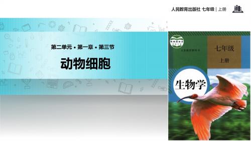 初中人教版生物七年级上册2.1.3【教学课件】《动物细胞》