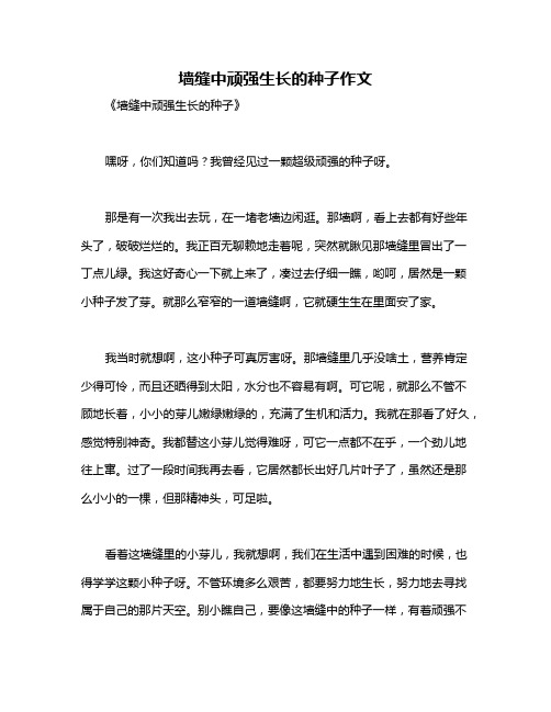 墙缝中顽强生长的种子作文