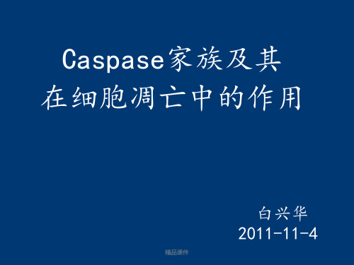 caspase蛋白1