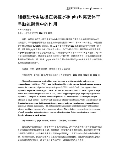 脯氨酸代谢途径在调控水稻phyB突变体干旱胁迫耐性中的作用