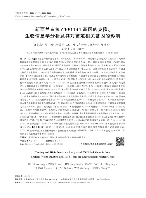 新西兰白兔CYP11A1基因的克隆、生物信息学分析及其对繁殖相关基因的影响