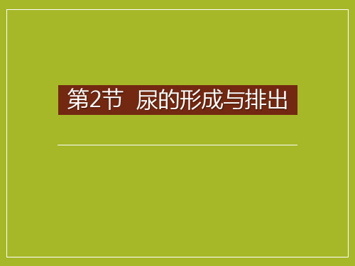 北师大版七年级生物下册《尿的形成与排出》PPT课件(4篇)