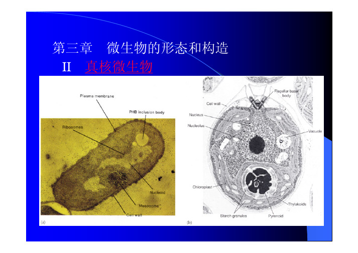 形态(真核生物)