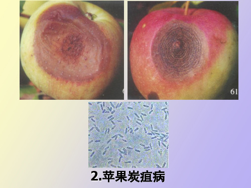 果品蔬菜采后病虫害