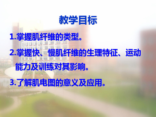 慢肌纤维的生理特征运动能力及训练对其影响滨州学院体育系