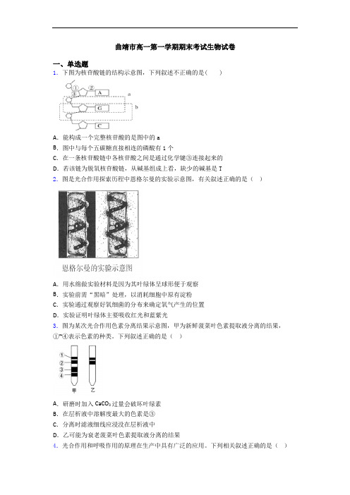 曲靖市高一第一学期期末考试生物试卷