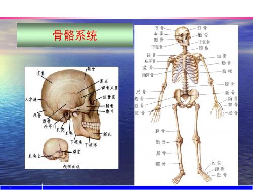 第一章 人体解剖结构及生理功能 PPT课件