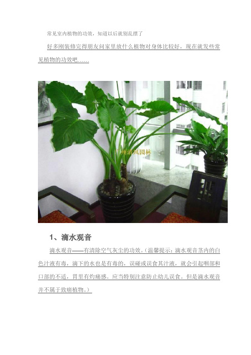 常见室内植物的功效