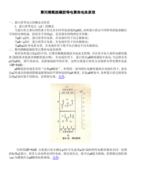 浙江大学生物化学实验甲 聚丙烯酰胺凝胶等点聚焦电泳