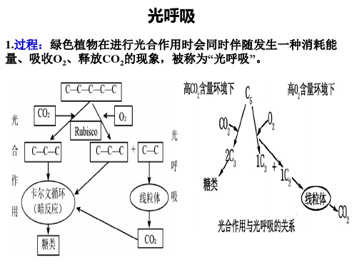 高中生物光呼吸