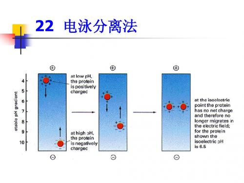 22.电泳分离法